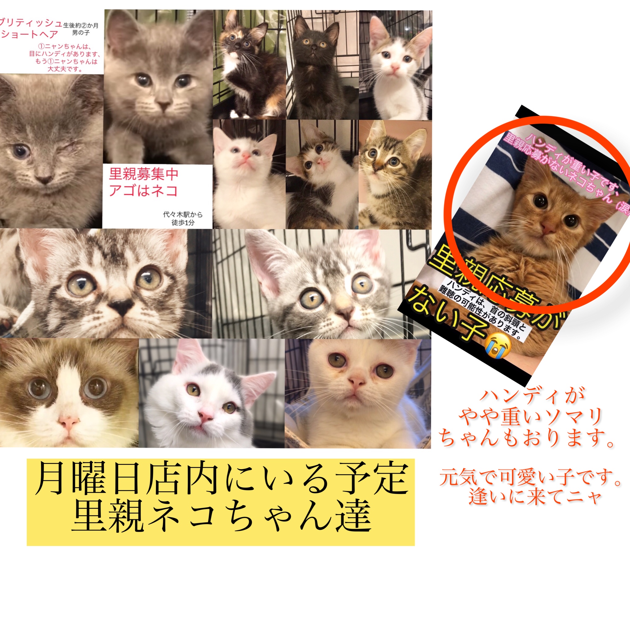 新版 cat'sニャー様 専用 asakusa.sub.jp