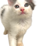 猫ちゃん アゴネコ専門店 アゴはネコ公式のサイト 通常の子猫販売 里親ﾈｺ 保護猫譲渡