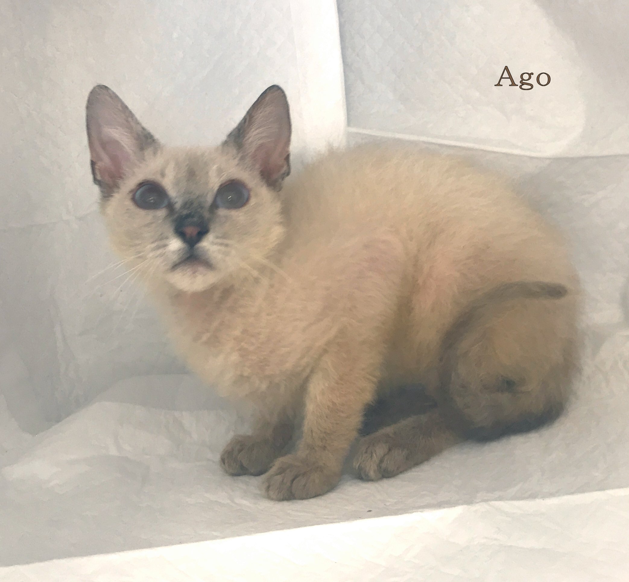 37ラパーマ シールリンクスポイント アゴネコ専門店 アゴはネコ公式のサイト 通常の子猫販売 里親ﾈｺ 保護猫譲渡