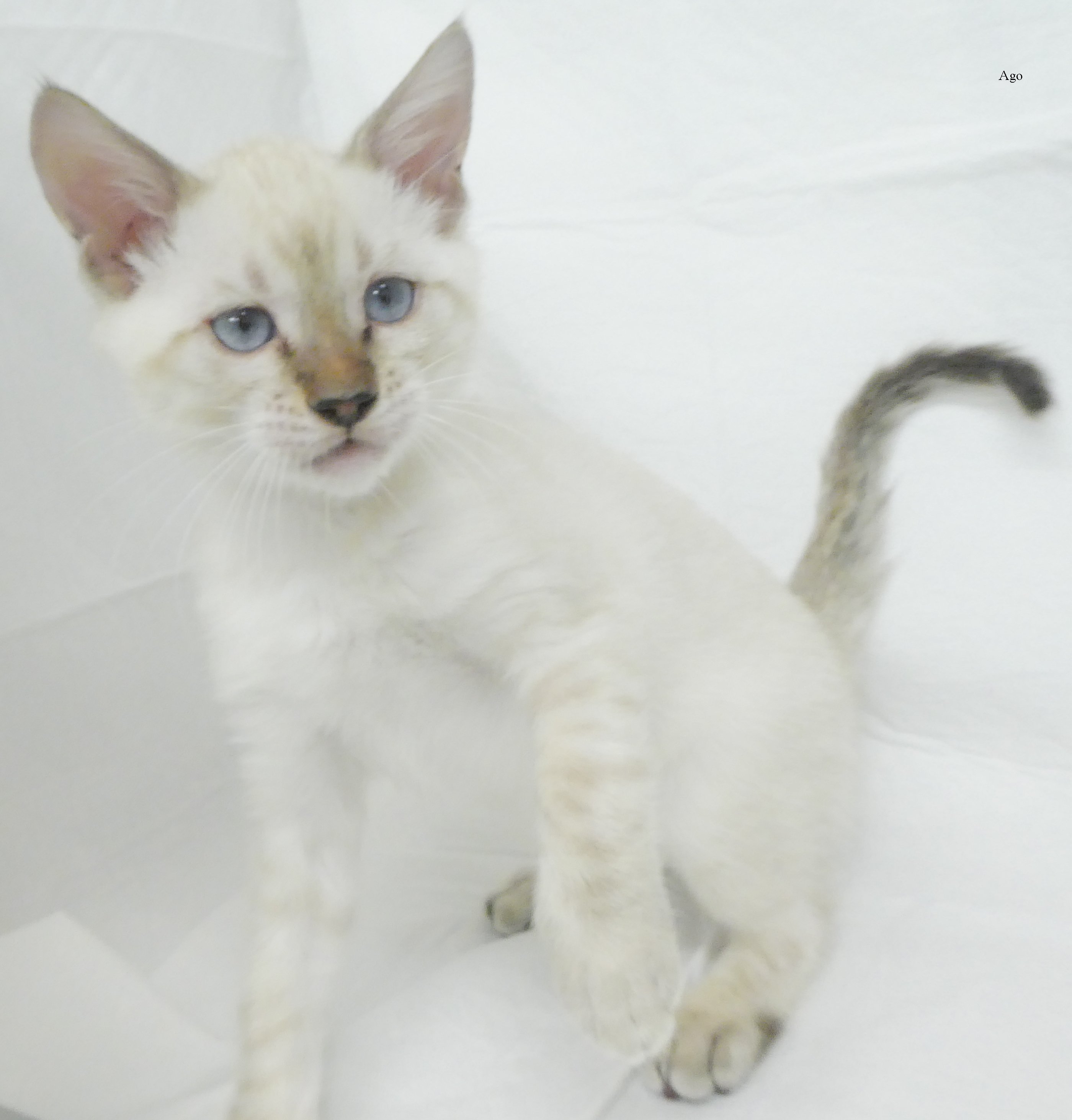 3533ベンガル シールマーブルリンクスポイント アゴネコ専門店 アゴはネコ公式のサイト 通常の子猫販売 里親ﾈｺ 保護猫譲渡
